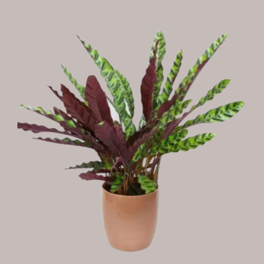Maranta