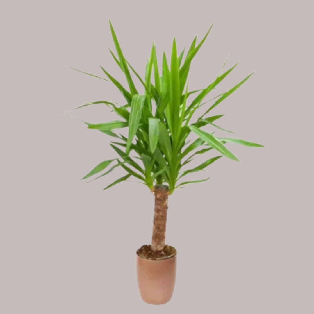 Yucca Aloifolia