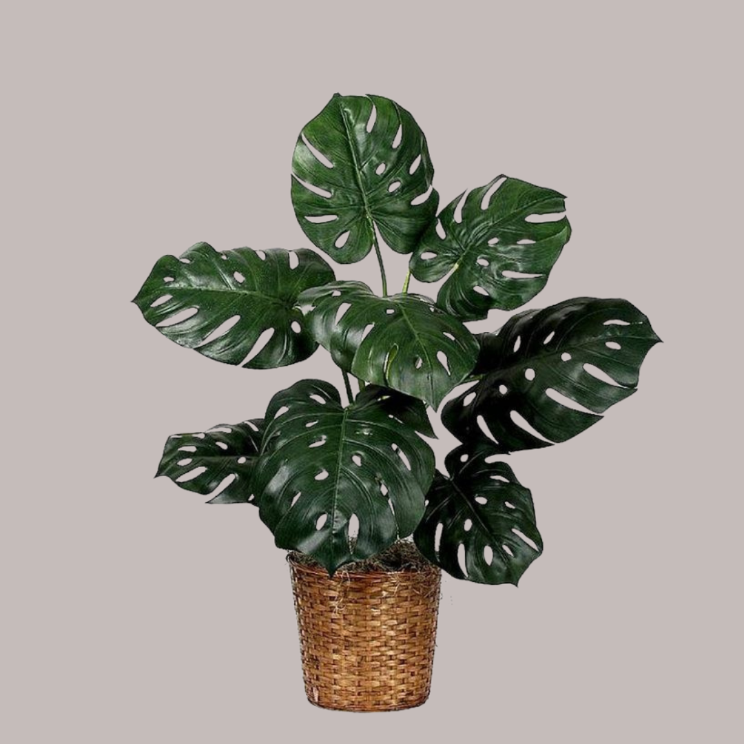 Swiss Cheese Plant