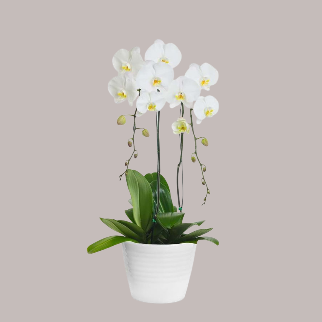 White Orchid Plant