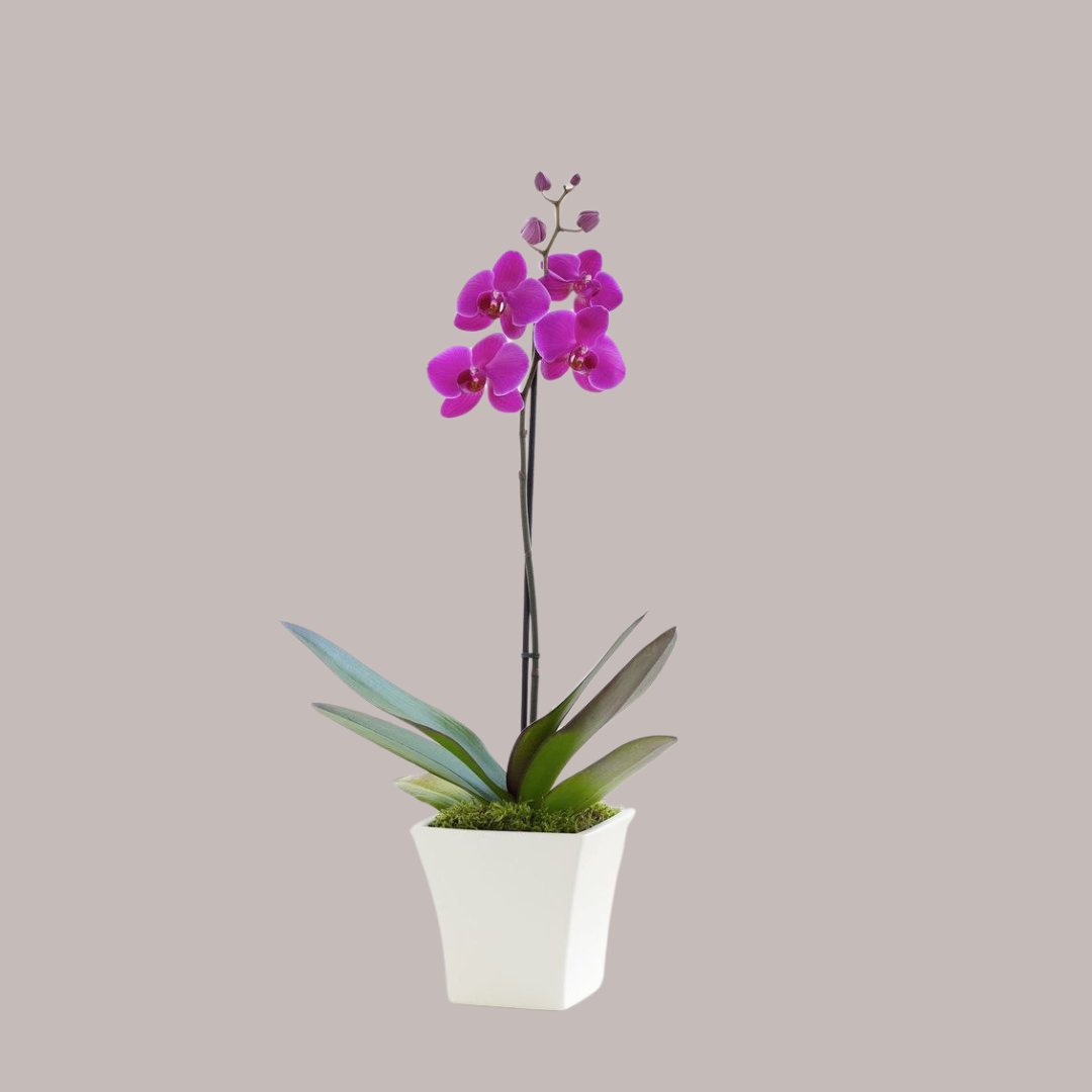 Purple Orchid