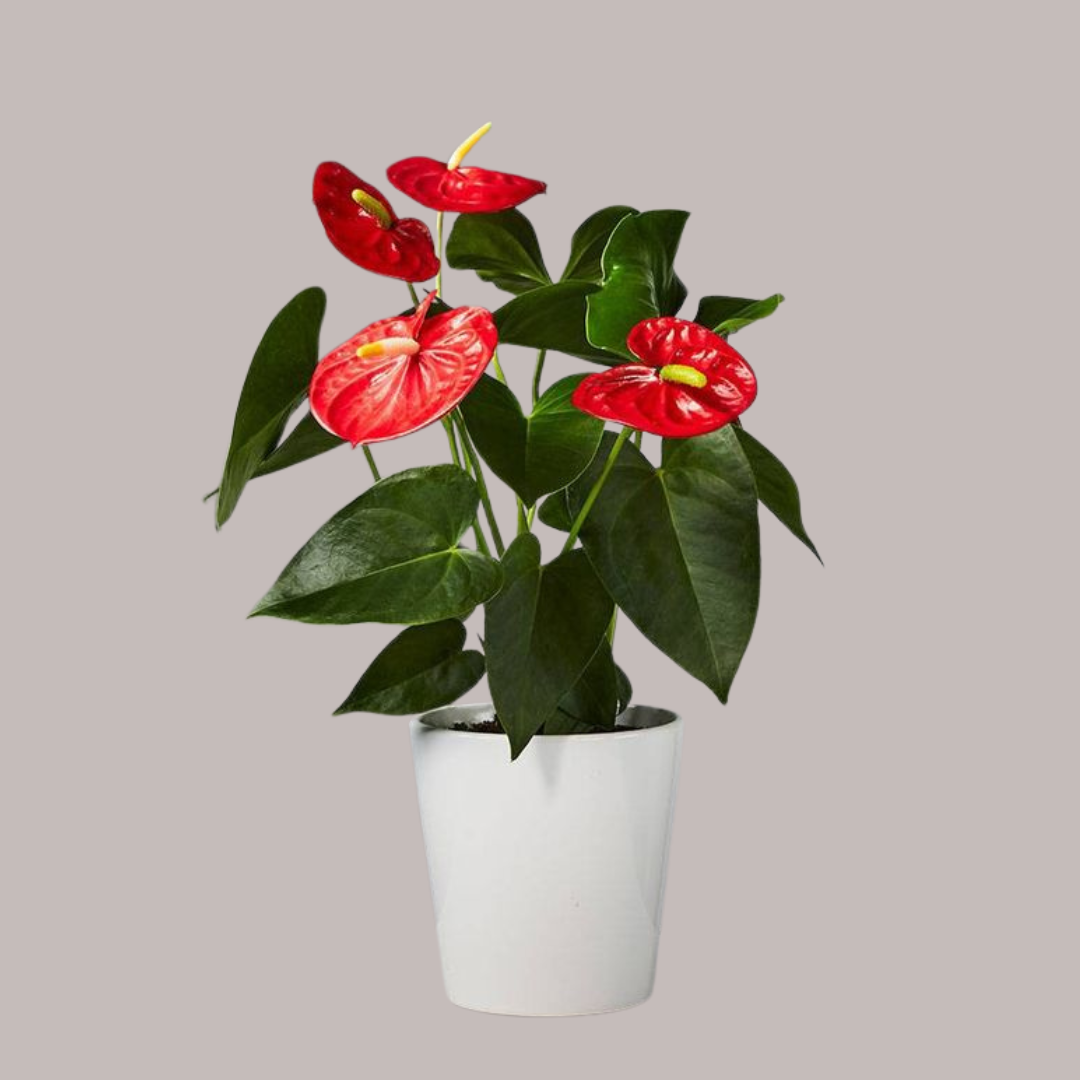 Red Anthurium