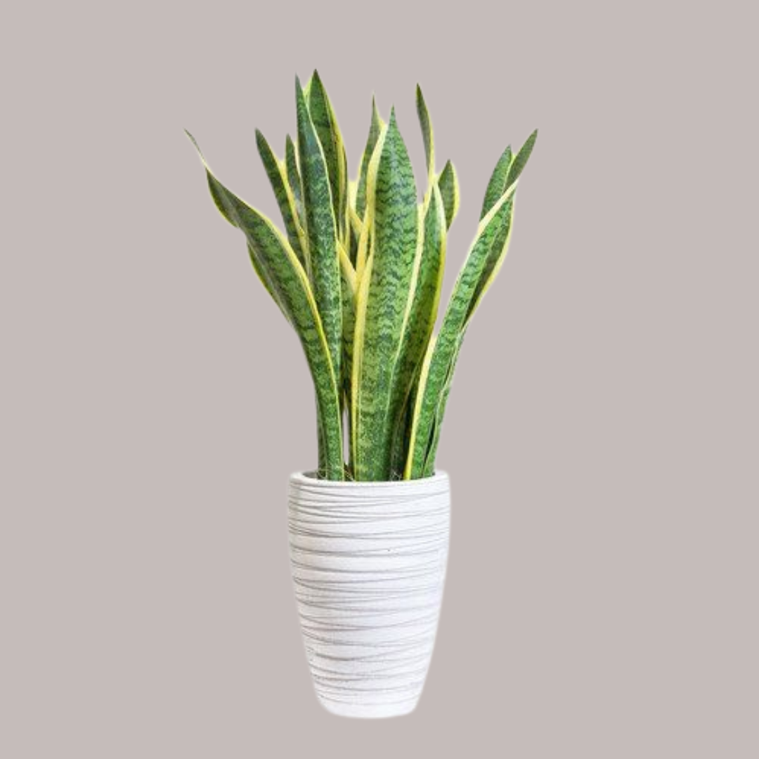 Snake Plant