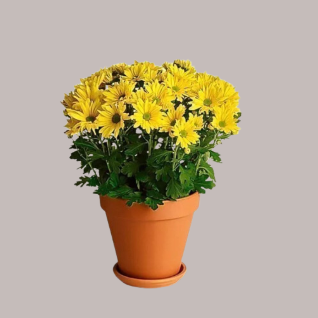 Daisy