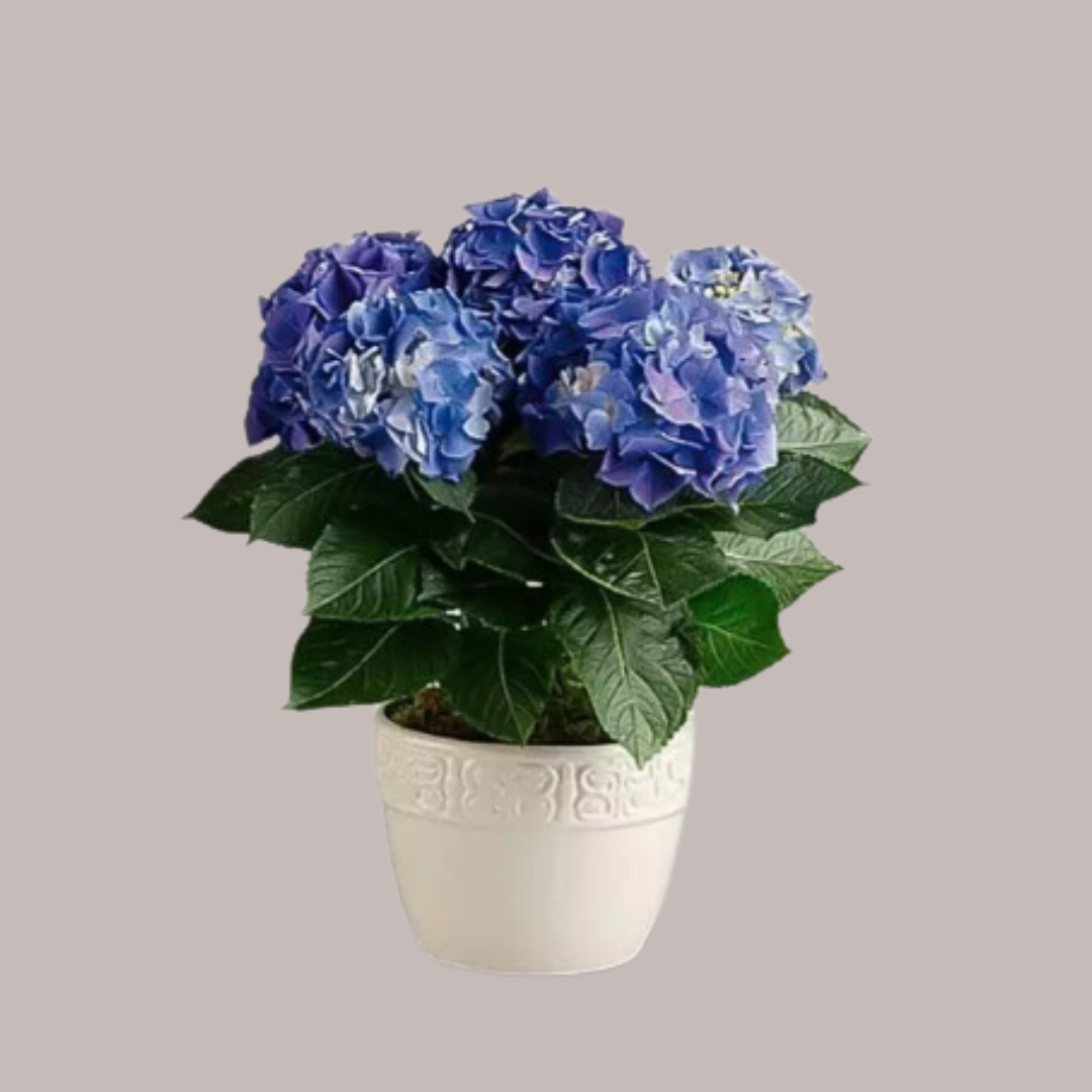 Hydrangea Blue