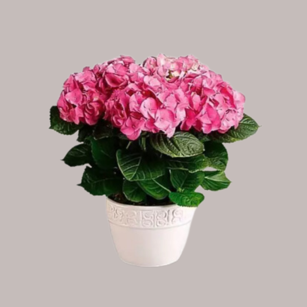 Hydrangea Pink