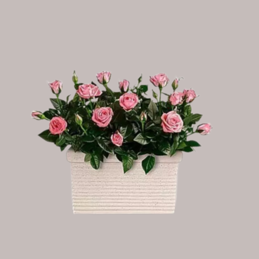 Rose Serenity