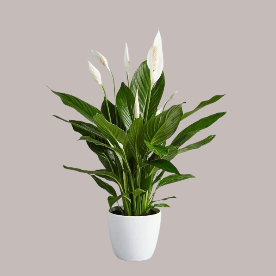 Spathiphyllum