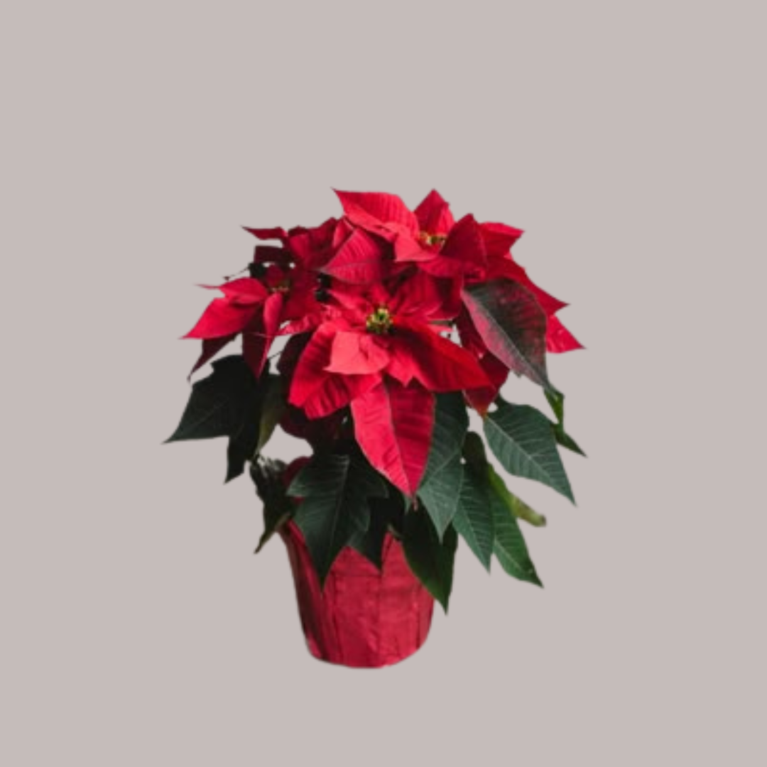 Merry Poinsettia