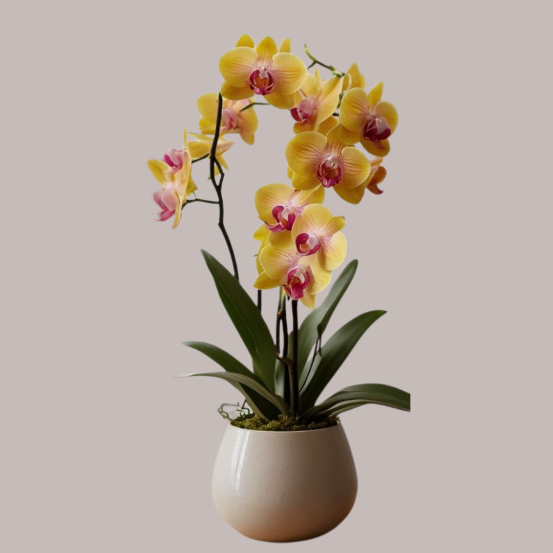 Orchidée jaune